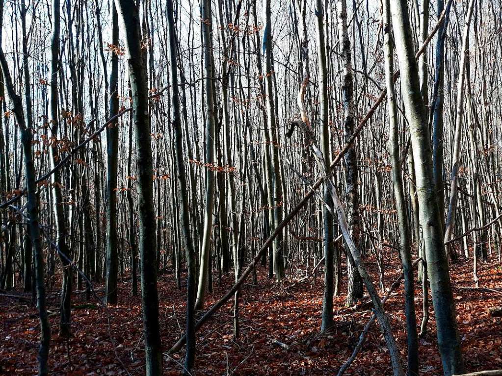 Mehrere Szenen spielen in einem Wald, der diesem in Kenzingen hnelt. Das Foto schickte uns Angelika Vogelbacher.