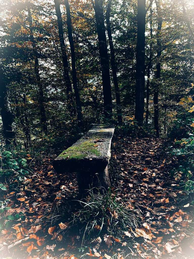 Der Denzlinger Wald festgehalten von Gabriele Schink.