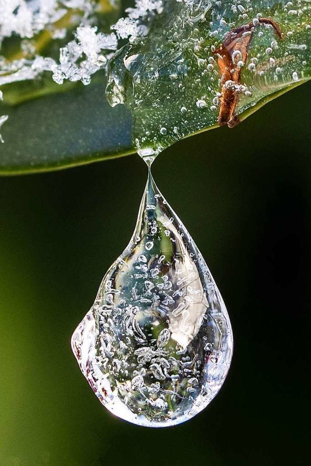 Fragiles Schmuckstck: Dieser kleine &...chlorbeers, ein gefrorener Tautropfen.  | Foto: Christine Lw