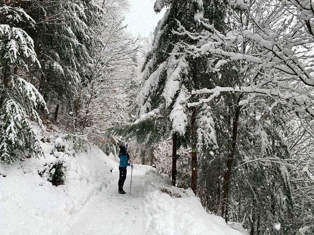 Wegen Schneebruchgefahr rt der Deutsc...enst von Waldspaziergngen derzeit ab.  | Foto: Helmut Seller