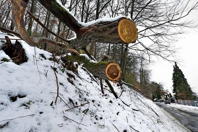 Gefahr durch alte Bume im Freiburger Villenviertel