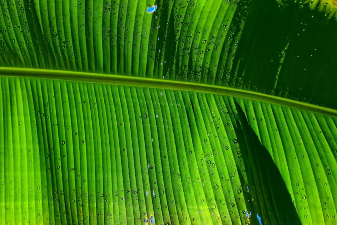 Grner werden in 2021? Mit den fudder-Tipps klappt&#8217;s bestimmt!  | Foto: Ricardo Gomez Angel (unsplash.com)