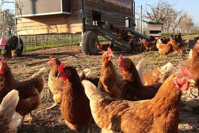 Landwirtin will mobilen Hühnerstall in Ettenheimweiler aufstellen