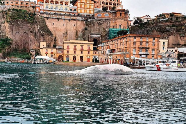 Der Kadaver des Riesenwals im Hafenbecken von Sorrento.  | Foto: --- (dpa)