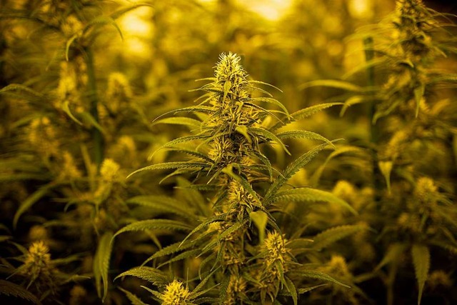Die Angeklagte fand es cool, sich mit Marihuana ablichten zu lassen.  | Foto: JOSEP LAGO (AFP)