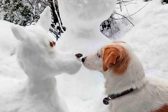 Hund schnüffelt mit Schneehund in Bollschweil