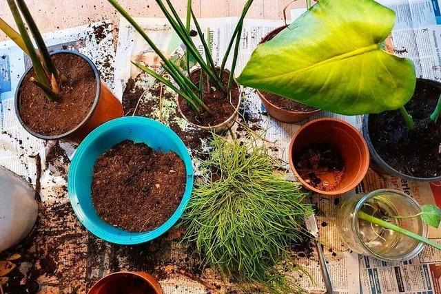 fudders Pflanzenwoche: Wann und wie topfe ich Zimmerpflanzen um?