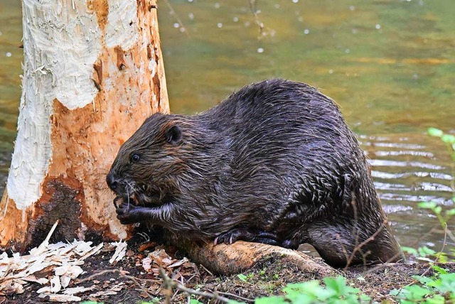 Der Biber hat es auf die Rinde abgeseh... Hubert Frderer  vor die Linse bekam.  | Foto: Hubert Frderer