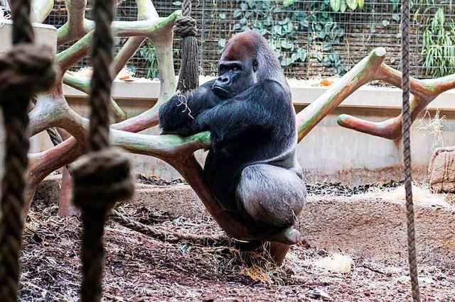 Ob Gorilla Mtonge die Zoobesucher fehl...as eine zu menschliche Interpretation.  | Foto: Zoo Basel (Torben Weber)