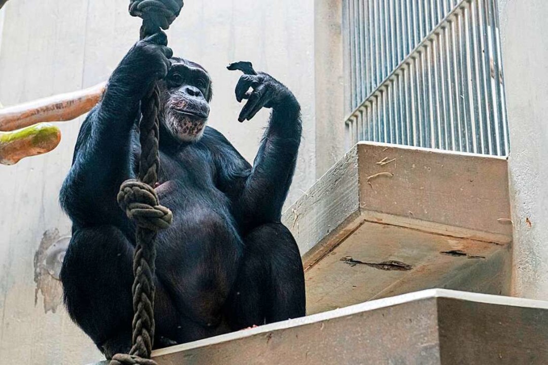 Schimpanse Jacky. &#8222;Bei den Schim... &#8222;ihnen fehlte die Mimik.&#8220;  | Foto: Zoo Basel (Torben Weber)