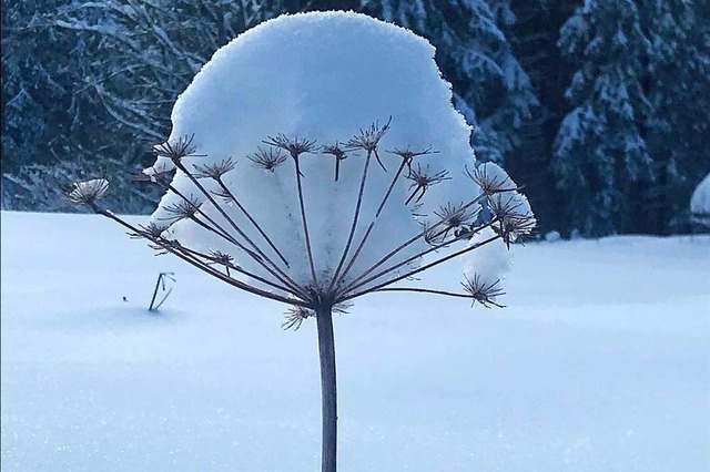 Mit Schnee berhuftes, filigranes Gewchs in Elzach  | Foto: Anja Weber