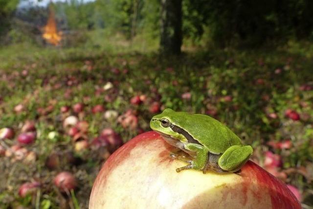 Nabu pachtet neue Streuobstwiesen