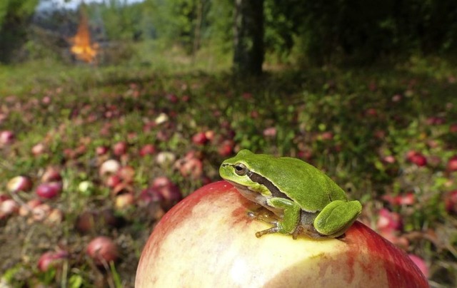 Auf den Streuobstwiesen rund um Ettenheim fhlen sich Frosch und Apfelbaum wohl.  | Foto: Hans Joachim Gorny