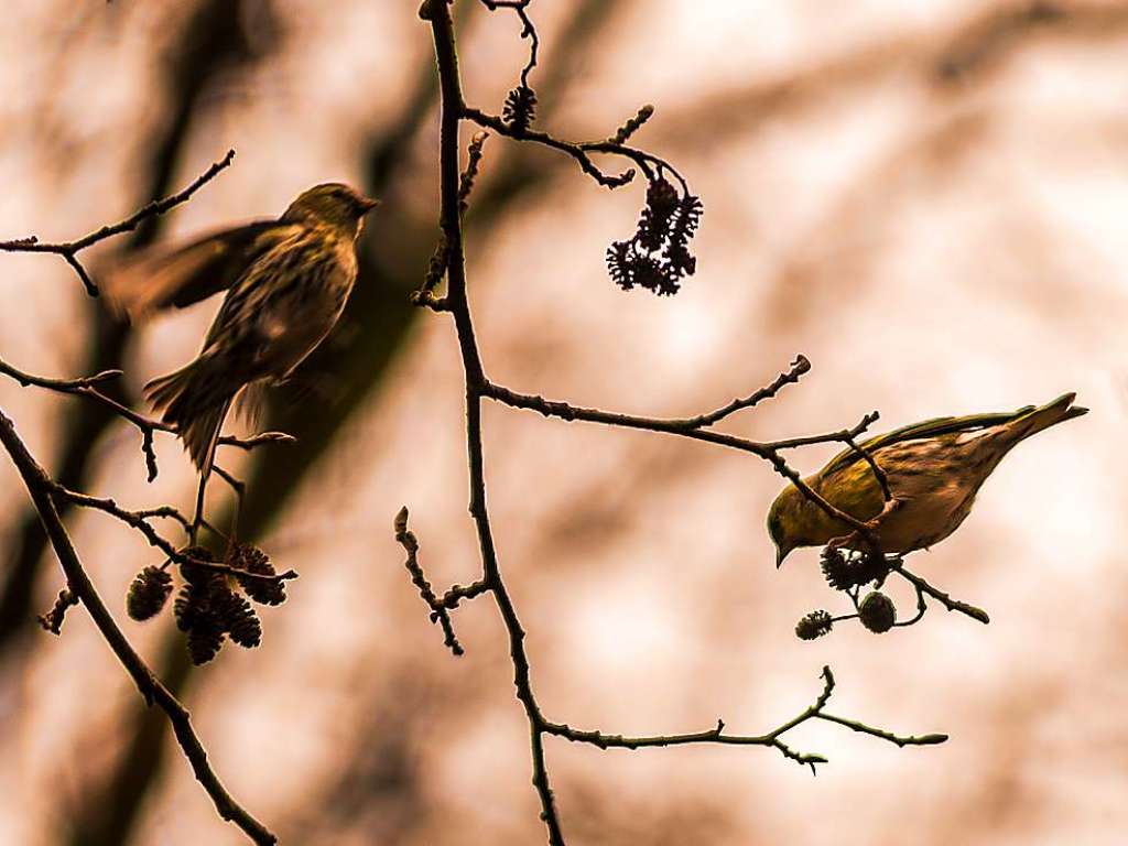 Erlenzeisige, fotografiert von Viktor Krieger