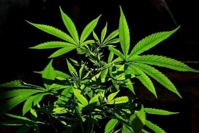 Polizei findet 1,6 Kilogramm Marihuana-Blüten bei Verkehrskontrolle in Müllheim