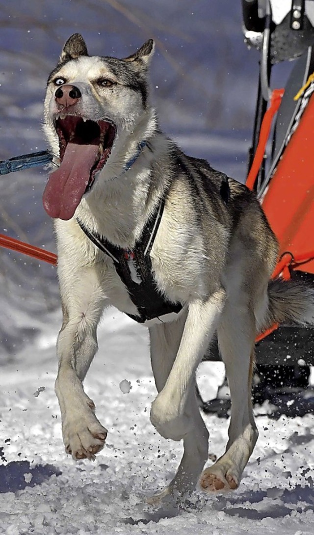 Wegen des Schlittenhunderennens am Woc...Todtmoos nicht alle Straen befahrbar.  | Foto: Wolfgang Scheu