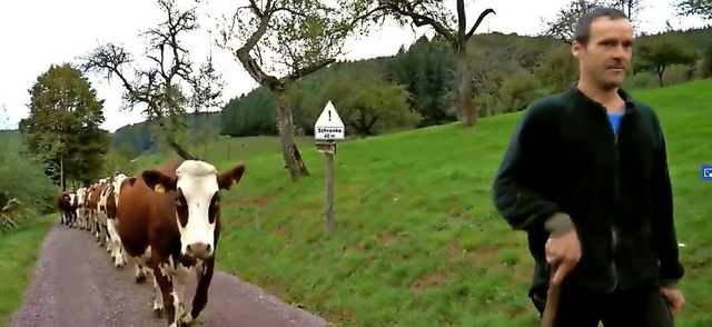 Keine Vogtsbenedikthof-Kuh tanzt im Video aus der Reihe.   | Foto: BZ