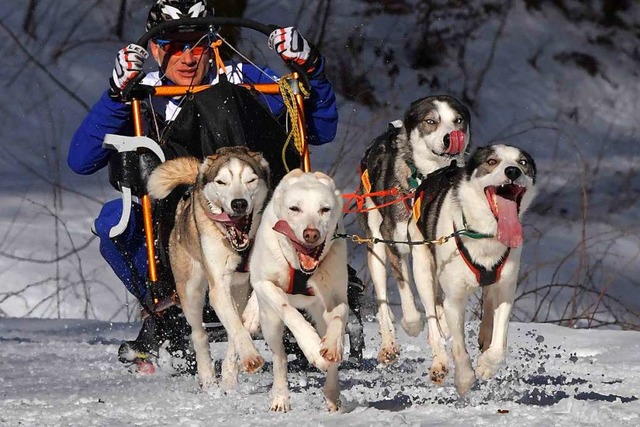 Rund 80 Musher hatten mit ihren Schlit...a gelitten hat. (Archivbild von 2017).  | Foto: Wolfgang Scheu