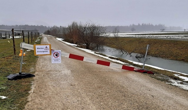 Unterhhlt von Bibern ist dieser Feldw...s Sicherheitsgrnden gesperrt wurde.    | Foto: Stefanie Garcia Lainez