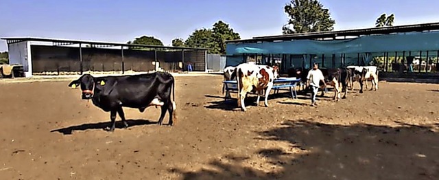 Das Kuh-Projekt in Indien frderten Sp...ischen Kirchengemeinde mit 60000 Euro.  | Foto: Privat