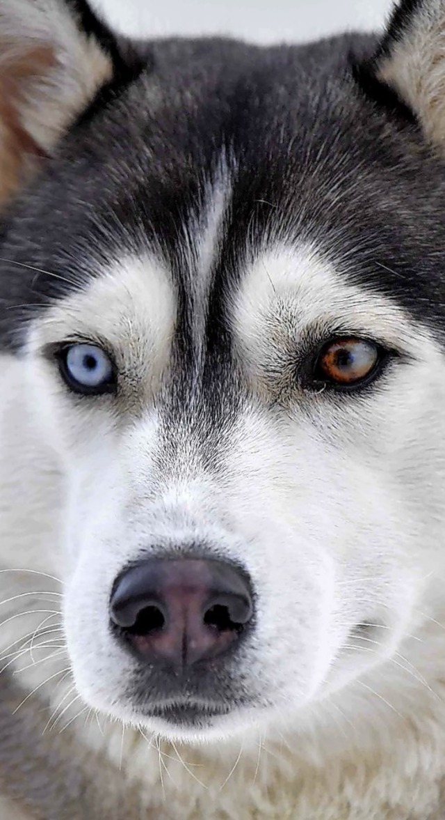 Die Schlittenhunde drfen am Wochenende nicht rennen.  | Foto: Wolfgang Scheu