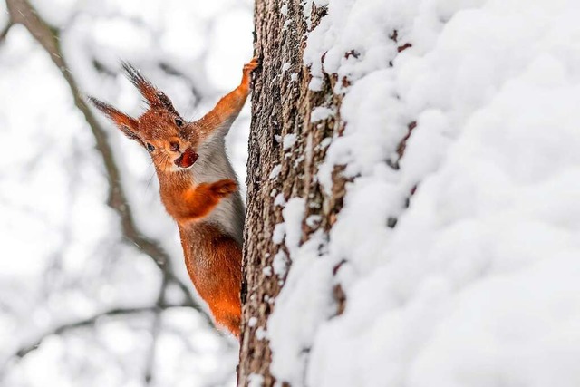Das bisschen Schnee ist schon okay: Ei...r Zeit, kurz in die Kamera zu blicken.  | Foto: Mariia Petrakova - stock.adobe.com