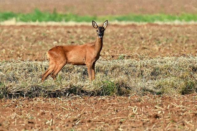 Wilderer sind im Kreis Emmendingen ein Problem