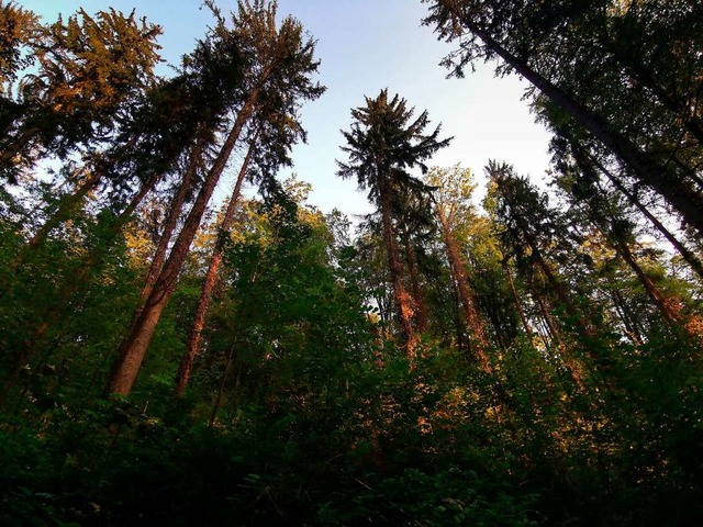 Illegale Wilderer bleiben im Wald oft verborgen.  | Foto: Patrik Mller