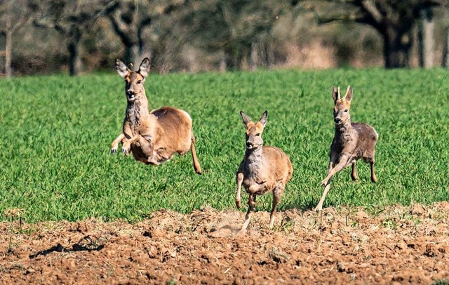 Drei Rehe jagen ber ein Feld.  | Foto: Frank Rumpenhorst (dpa)