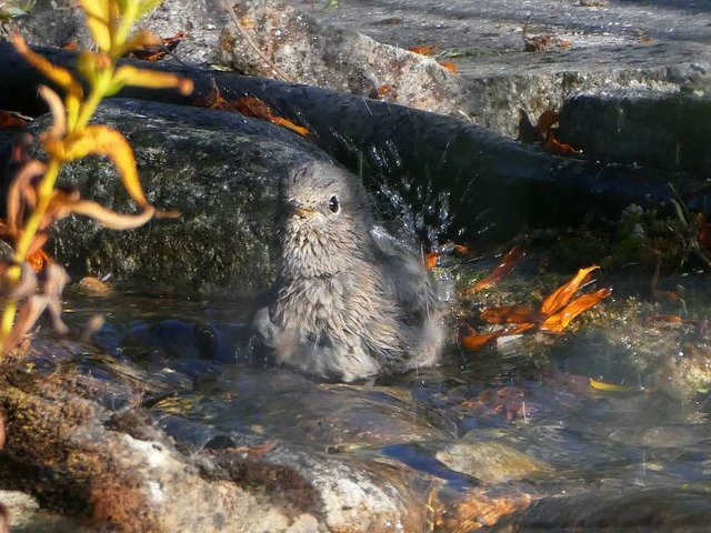 Das Rotschwnzchen geniet beim baden das schne Sommerwetter  | Foto: Christel und Roland Griebel