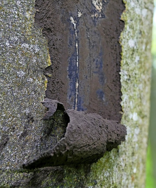 Die Rindenrußkrankheit macht Bäume brü...shalb jetzt Bäume am Forlenwald fällen | Foto: Stephan Befeld, Wald und Holz NRW Die Rindenrußkrankheit macht Bäume brü...shalb jetzt Bäume am Forlenwald fällen | Foto: Stephan Befeld, Wald und Holz NRW