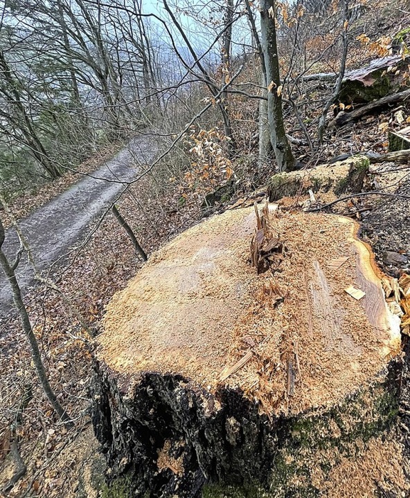 Der Stumpf eines gefällten Baumes  | Foto: Barbara Breitsprecher