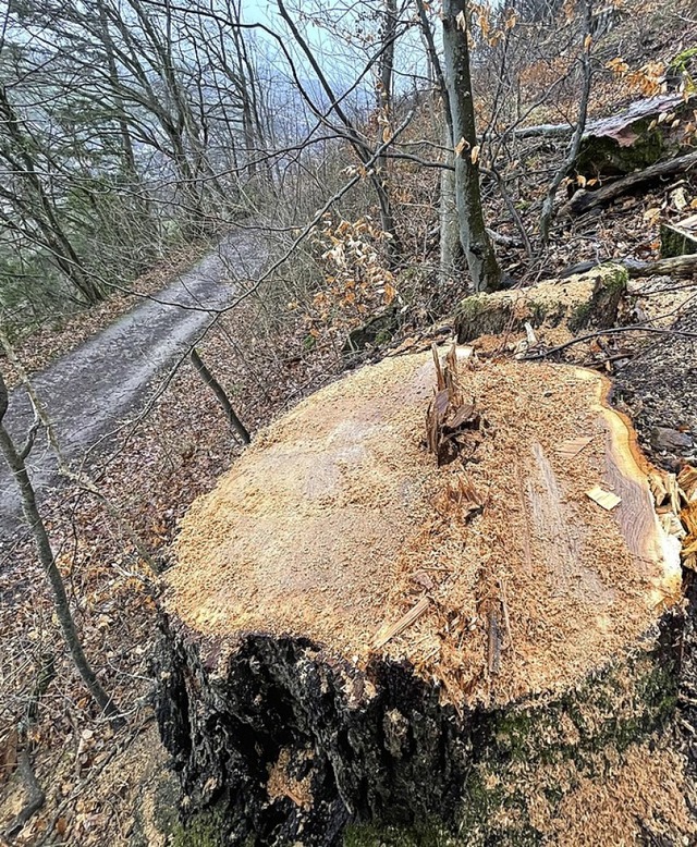 Der Stumpf eines gefllten Baumes  | Foto: Barbara Breitsprecher