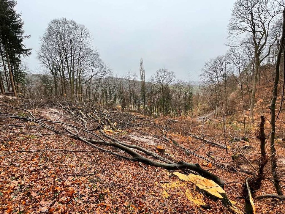 Die Baumfällungen zwischen Ettenheimmü...deutliche Spuren im Wald hinterlassen.  | Foto: Barbara Breitsprecher