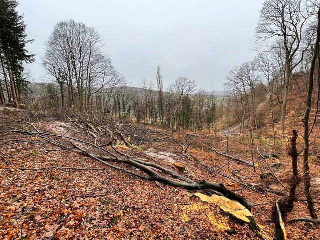 Die Baumfllungen zwischen Ettenheimm...deutliche Spuren im Wald hinterlassen.  | Foto: Barbara Breitsprecher