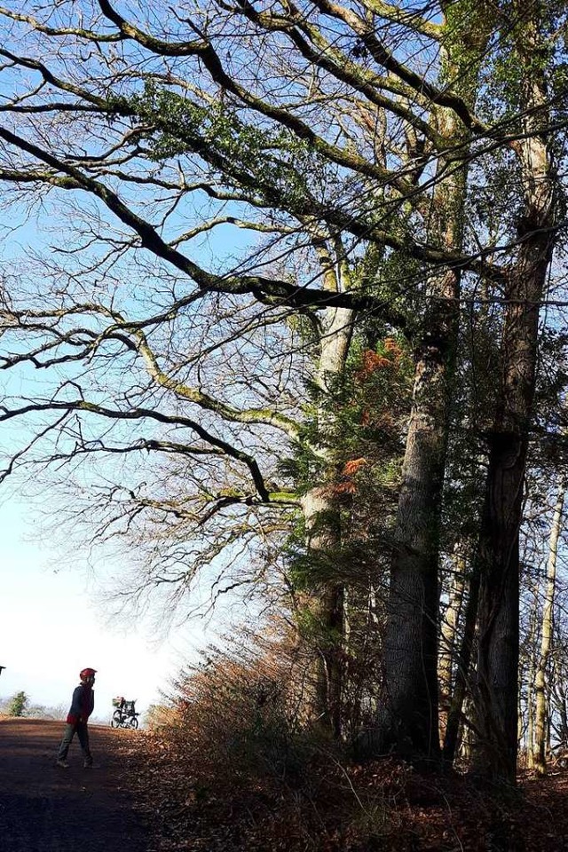 Der Waldrand bei Ettenheim  | Foto: Sabine Schaumann