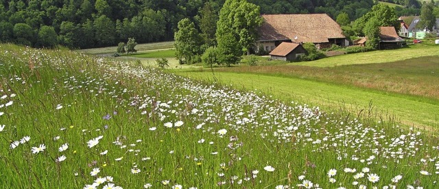 Blhende Heuwiesen gehren mit zu den ...frdern und miteinander zu vernetzen.   | Foto: Landratsamt Emmendingen