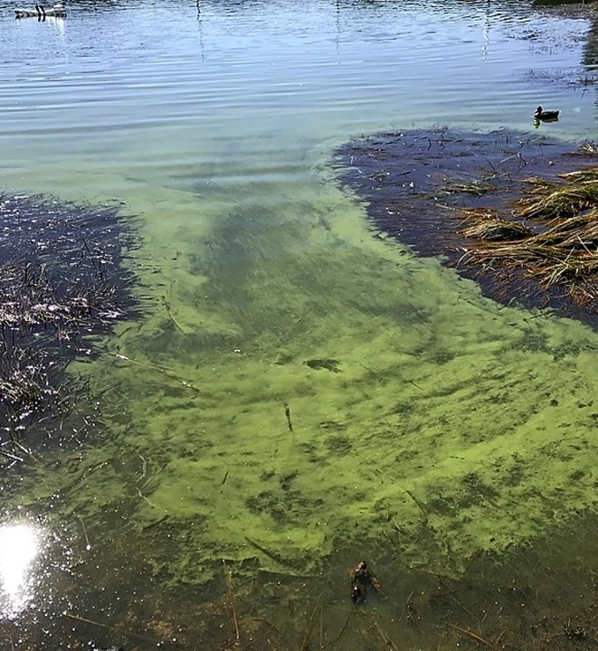 Blaualgen oder Cyanobakterien  sind weit verbreitet &#8211; auch am Schluchsee.  | Foto: Joachim Pfeifer
