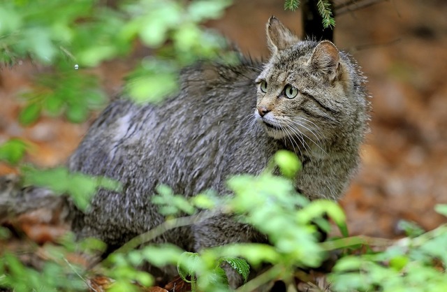Wildkatzen sind auch in den Hhenlagen des Sdschwarzwalds wieder nachgewiesen.  | Foto: Ronald Wittek
