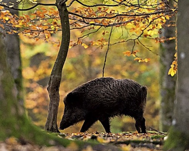 Die Jagd auf Schwarzwild wird mhsamer.   | Foto: Lino Mirgeler (dpa)