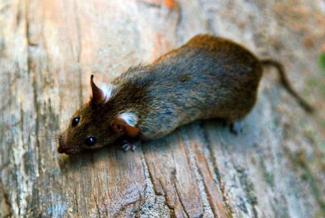 Wo Menschen siedeln, sind auch Ratten ...n aber zu einem echten Problem werden.  | Foto: Arno Burgi