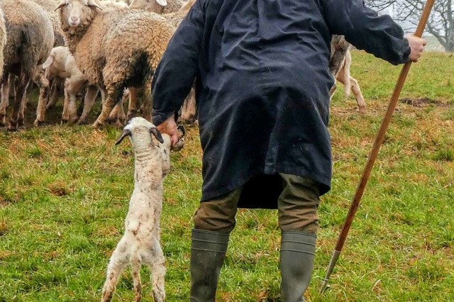 Der Schfer fhrt das Lamm zu seiner Mutter  | Foto: Gerhard Schaum