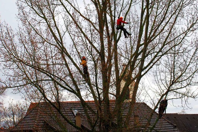 Mehrere Klettere hngen in den hohen Baumwipfeln um den Baum zu pflegen.  | Foto: Norbert Baur