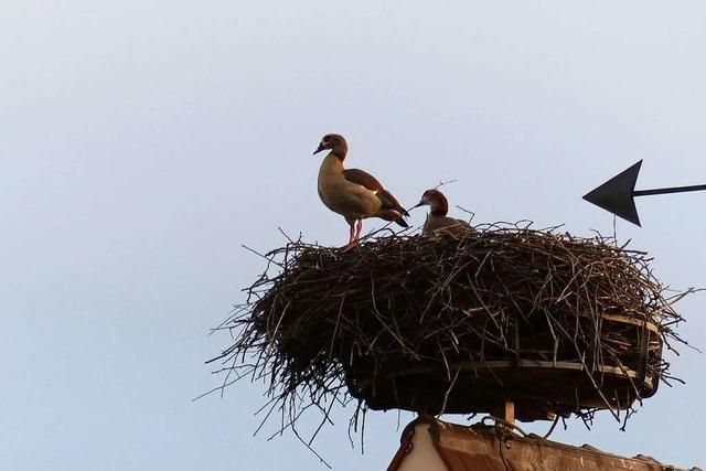 Neues zuhause gefunden - Nilgnse im Storchennest gesichtet