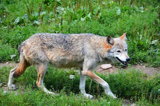 Dieser Wolf lebt im Freizeitpark Tatzmania.  | Foto: Martin Wunderle
