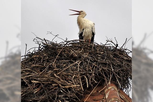 Erster Storch im Nest in Grunern