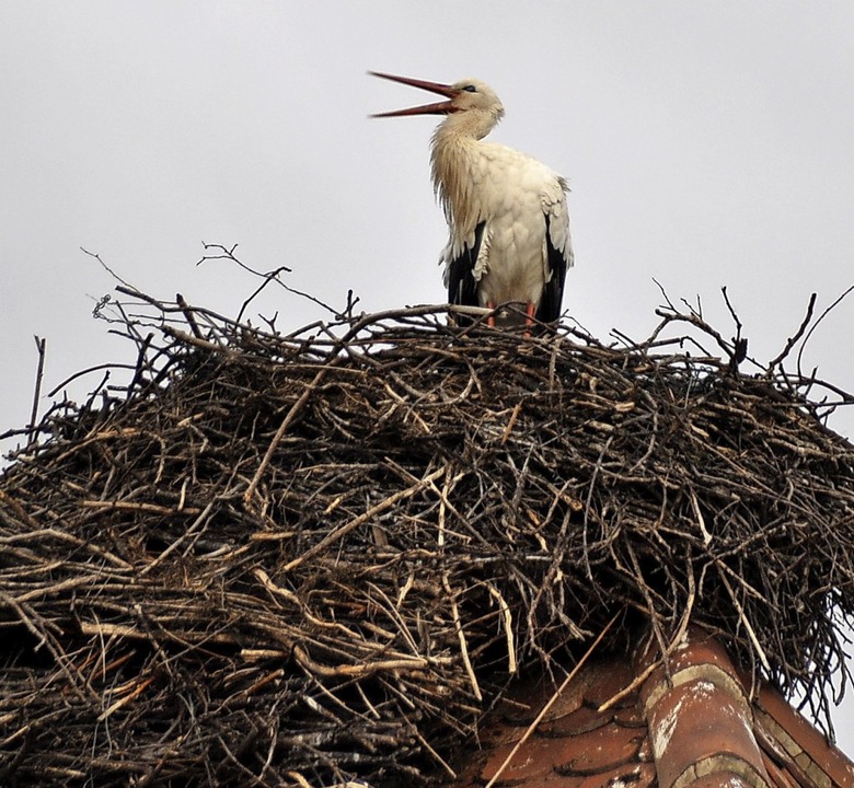 Der Storch ist da &#8211; Grunern freut sich.  | Foto: Rainer Ruther