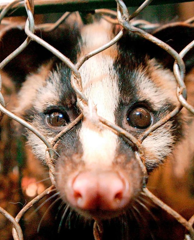 Eine Zibetkatze hinter Gittern: Auf Wi...h in der Natur niemals treffen wrden.  | Foto: Paul_Hilton