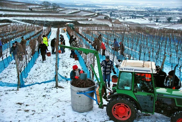 Eisweinlese 2017 in Btzingen.   | Foto: Manfred Frietsch 