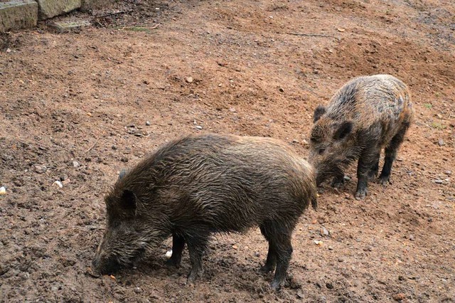 Keiler &#8222;Schnitzel&#8220; (vorne)...tige Sue aus seiner Rotte verzichten.  | Foto: Edgar Steinfelder